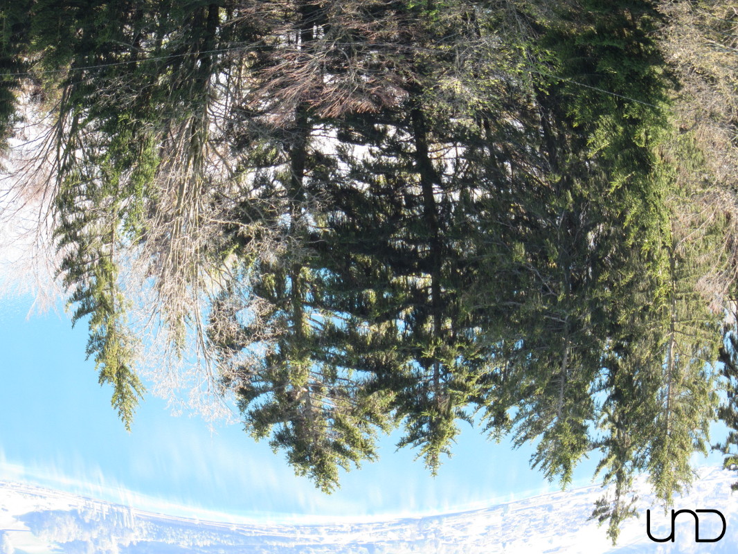 Bäume wachsen vom Himmel