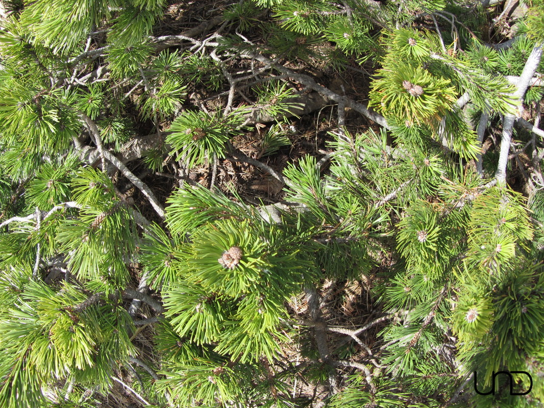 Bedrohlich spitze Nadelbäume