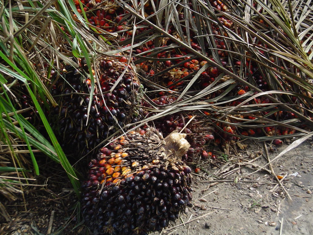 Fruit_oil_palm